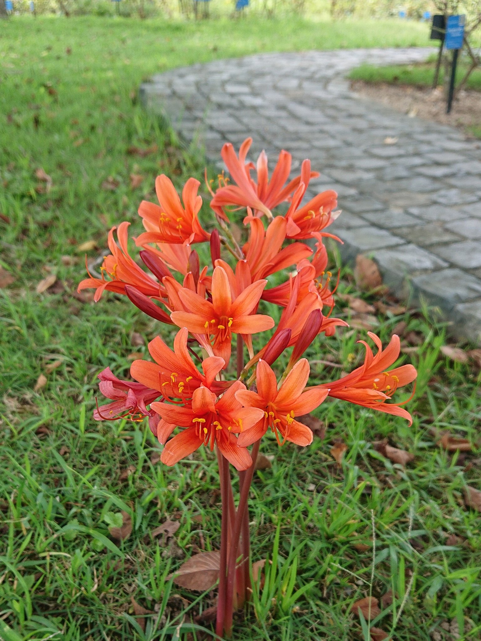 よっしぃ Yoshi こんにちは 大雨に気をつけてね キツネノカミソリ リコリス サンギネア 花言葉 妖艶 ほか ヒガンバナ科 花さんぽ アートガーデン 08 29 T Co Bttc3ybuve Twitter よっしぃ Yoshi こんにちは 大雨に気をつけてね キツネノカミソリ リコリス サンギネア 花言葉 妖艶 ほか ヒガンバナ科 花さんぽ アートガーデン 08 29 T Co Bttc3ybuve Twitter