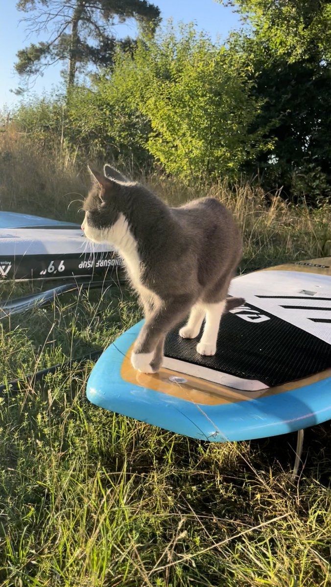 JulieHeyde's tweet photo. She’s testing the boards before tomorrow’s surf #DiaVonDragonslayer #SurfIsUp #AutumnIsHere https://t.co/tFCUDrZk9F