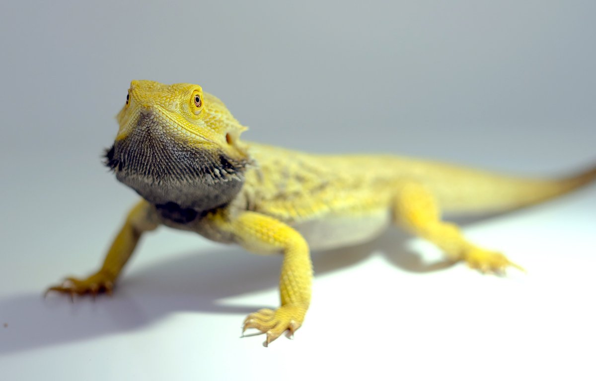 MPI for Brain Research (@mpibrain) on Twitter photo A molecular atlas of an Australian dragon’s brain sheds new light on over 300 million years of #brainevolution. New research from Gilles Laurent’s lab <a href="/MpiBrain/">MPI for Brain Research</a> <a href="/maxplanckpress/">Max Planck Society</a> and @matosches <a href="/Columbia/">Columbia University</a> <a href="/ScienceMagazine/">Science Magazine</a> News: bit.ly/3AFRL3G Paper: bit.ly/3wLjG0T A molecular atlas of an Australian dragon’s brain sheds new light on over 300 million years of #brainevolution. New research from Gilles Laurent’s lab <a href="/MpiBrain/">MPI for Brain Research</a> <a href="/maxplanckpress/">Max Planck Society</a> and @matosches <a href="/Columbia/">Columbia University</a> <a href="/ScienceMagazine/">Science Magazine</a> News: bit.ly/3AFRL3G Paper: bit.ly/3wLjG0T
