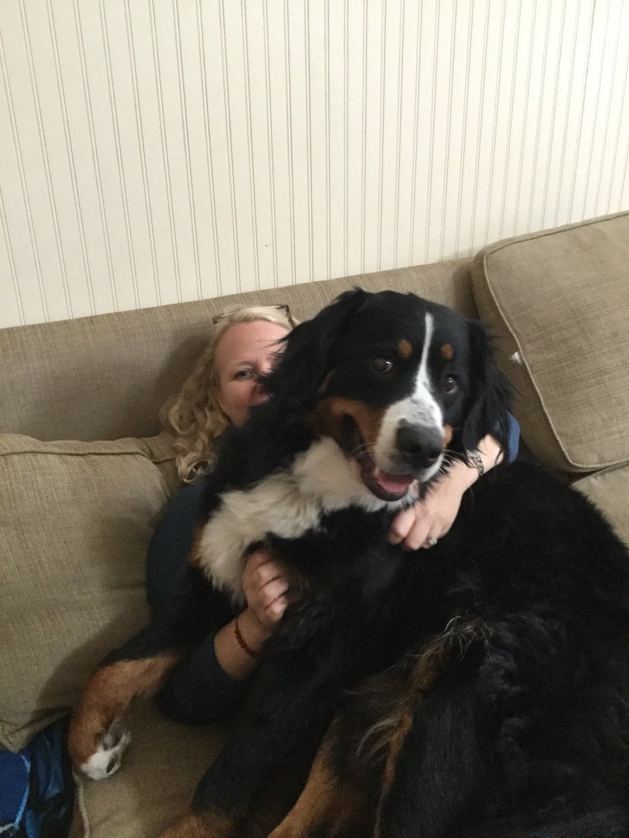 ablanchard's tweet photo. @bunsenbernerbmd @dog_rates Roxy BMD 🐾❤️ https://t.co/K6A3d03a28