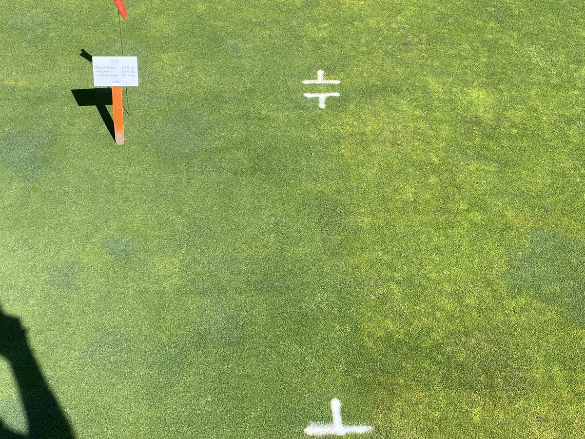 DKM6813's tweet photo. Cyanobacteria on Poa annua greens @OSU field day. #Daconil + #Appear effective treatment on left . @SyngentaTurf https://t.co/NW9LOOUkPH