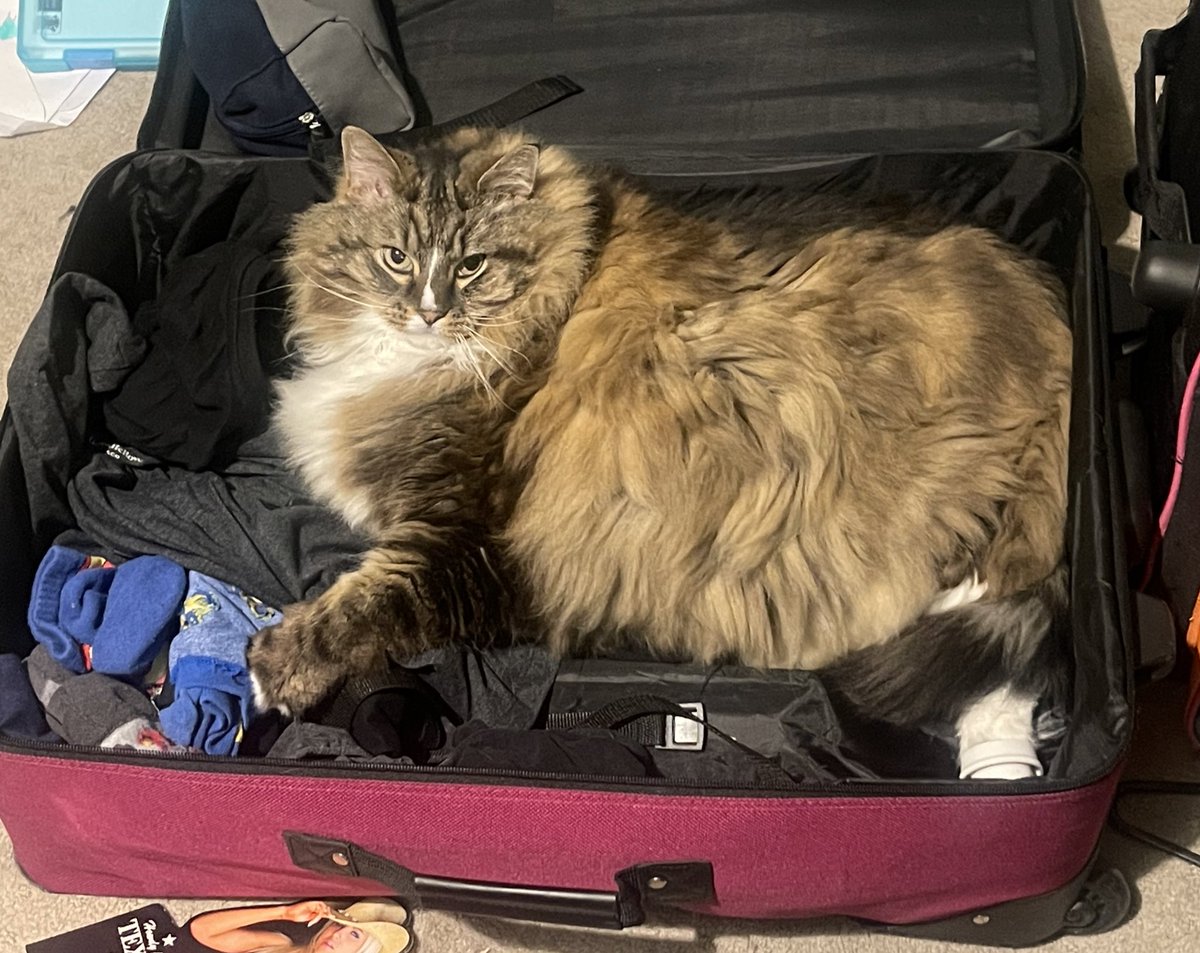 Sorry for going away for 12 days Romeow…  but I need to unpack.

#CatsOfTwitter 
#RagdollXMaineCoon