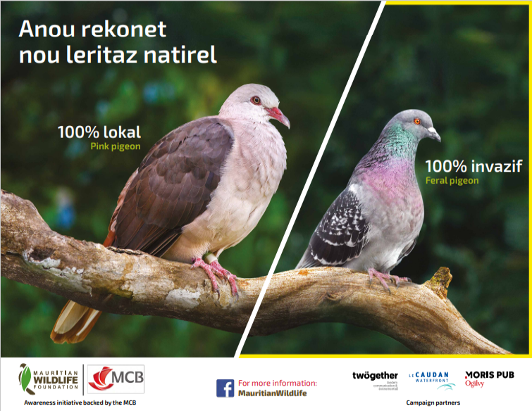 mwfWildlife's tweet photo. Anou rekonet nou leritaz natirel
Pigeon rose vs pigeon biset

Lien vers le texte: https://t.co/e87X0V3XK8 https://t.co/efMtVgierP