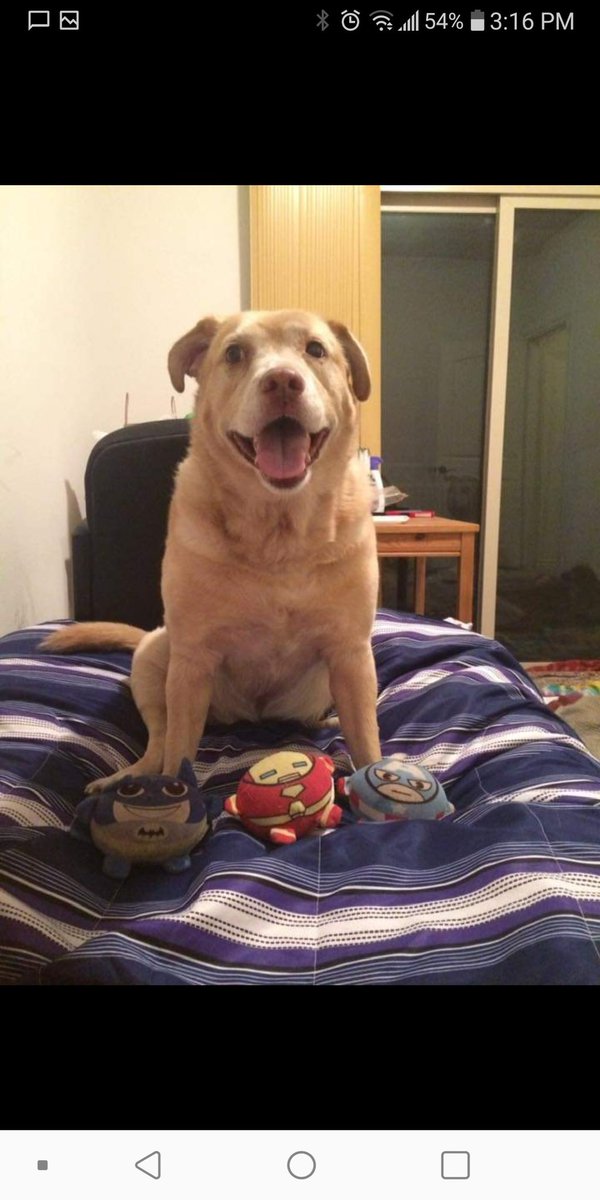 ManangMay's tweet photo. @Beata_Azlan @dog_rates @Trupanion My Bella was the best too, she’s half pittie. https://t.co/FQwRq4WboX