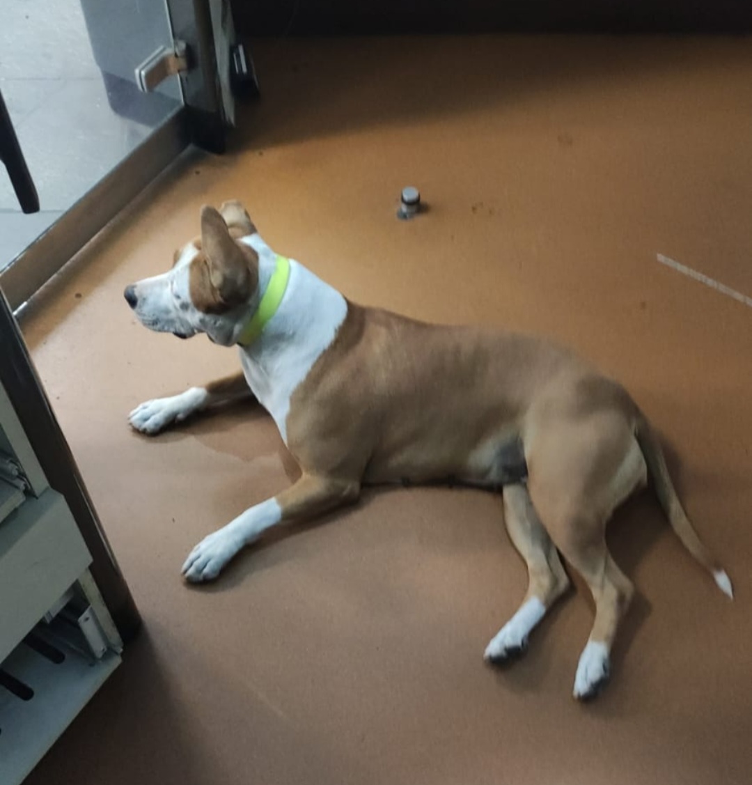 RER_A's tweet photo. 🐶 🔍 Ce #chien a été retrouvé ce matin en gare #RERA de Fontenay-sous-Bois. C'est un pitbull au pelage fauve avec des tâches blanches. Nous recherchons son maître : n'hésitez pas à nous contacter si vous le reconnaissez, et RT pour diffuser ! 🙏 https://t.co/JVslYH93px