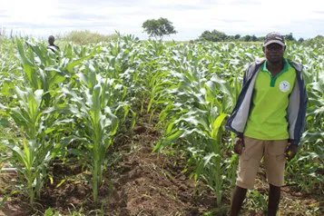IFDCMozambique's tweet photo. Castigo Andicene, 29 years old #Farmer has been an inspiration to Youth in Buzi, #Mozambique. Trained by @IFDCGlobal's team, he has been able to overcome #CropLoss by implementing #GoodAgriculturalPractices.
#TEAMSProgram looks forward to nurturing more Youth for #FoodSecurity https://t.co/dRczMBDb9Z