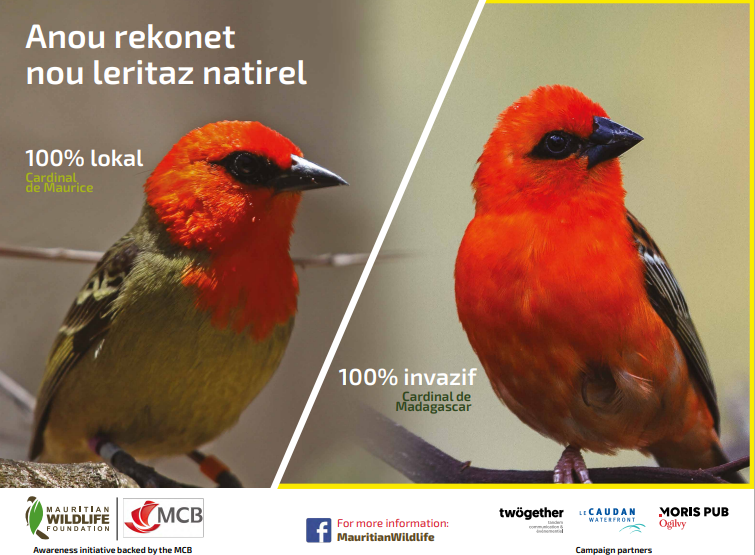 mwfWildlife's tweet photo. Anou rekonet nou leritaz natirel
Cardinal de Maurice vs cardinal de Madagascar

Lien vers le texte: https://t.co/qcVEmEAizH https://t.co/w1HWZbkcrh