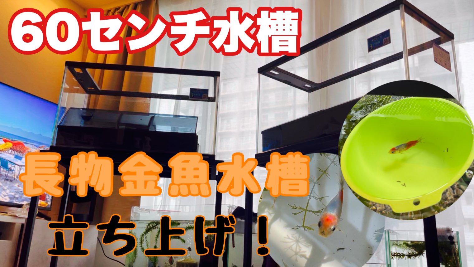 ちあきんぎょ 金魚 大特価の60センチ水槽 立ち上げと金魚のお引越し 長物金魚水槽 モネの庭計画の第一歩です T Co Tn9l5cufxa 本日18時半に動画が上がります 吉田観賞魚さんで買ってきた特価の水槽を立ち上げます 金魚 T Co