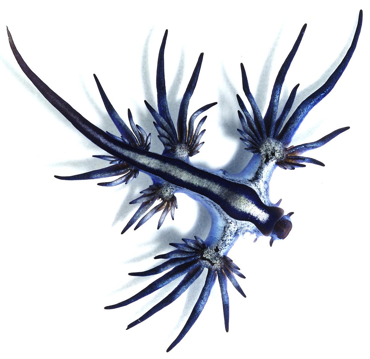 AnimalFactHub's tweet photo. The Blue Dragon (Glaucus atlanticus) is a species of sea slug that swims upside on the surface of the ocean looking for its food, the Portuguese man o’ war 

They take the venom-filled nematocysts while they eat the man o’war and use them in their own tentacles as a defence https://t.co/pjlv77NWCV