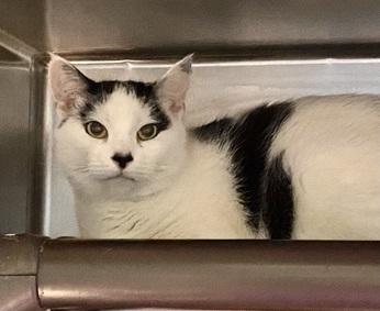 DubJH1009's tweet photo. https://t.co/euukDCdH52 #NeedsHelp #MustGetHelp #HelpASAP #RedAlert #SOS #nyc #cats https://t.co/IiyBjrsmiP