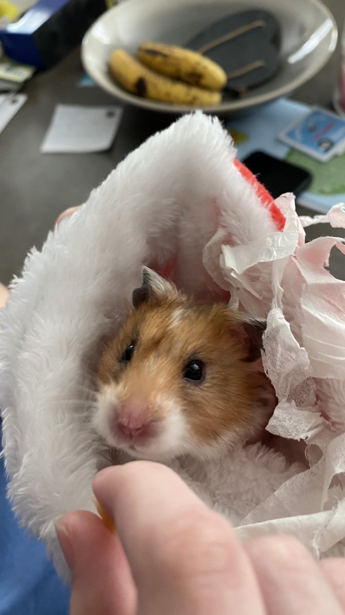 That Friday feeling! 🐹🤔. It looks bad out there, I’m staying in bed 😴 #fridaymorning #FridayMotivation #hamster