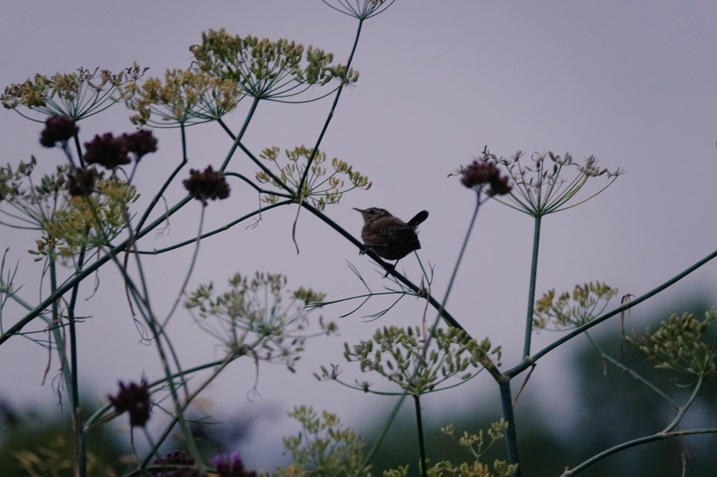 AdeysAlthorp's tweet photo. 'Jenny' hunting in the fennel at first light this morning.
Conservation@althorp.com #Wren #invertebrates #Spencerestates #Harlestone https://t.co/EL67g3VJWX