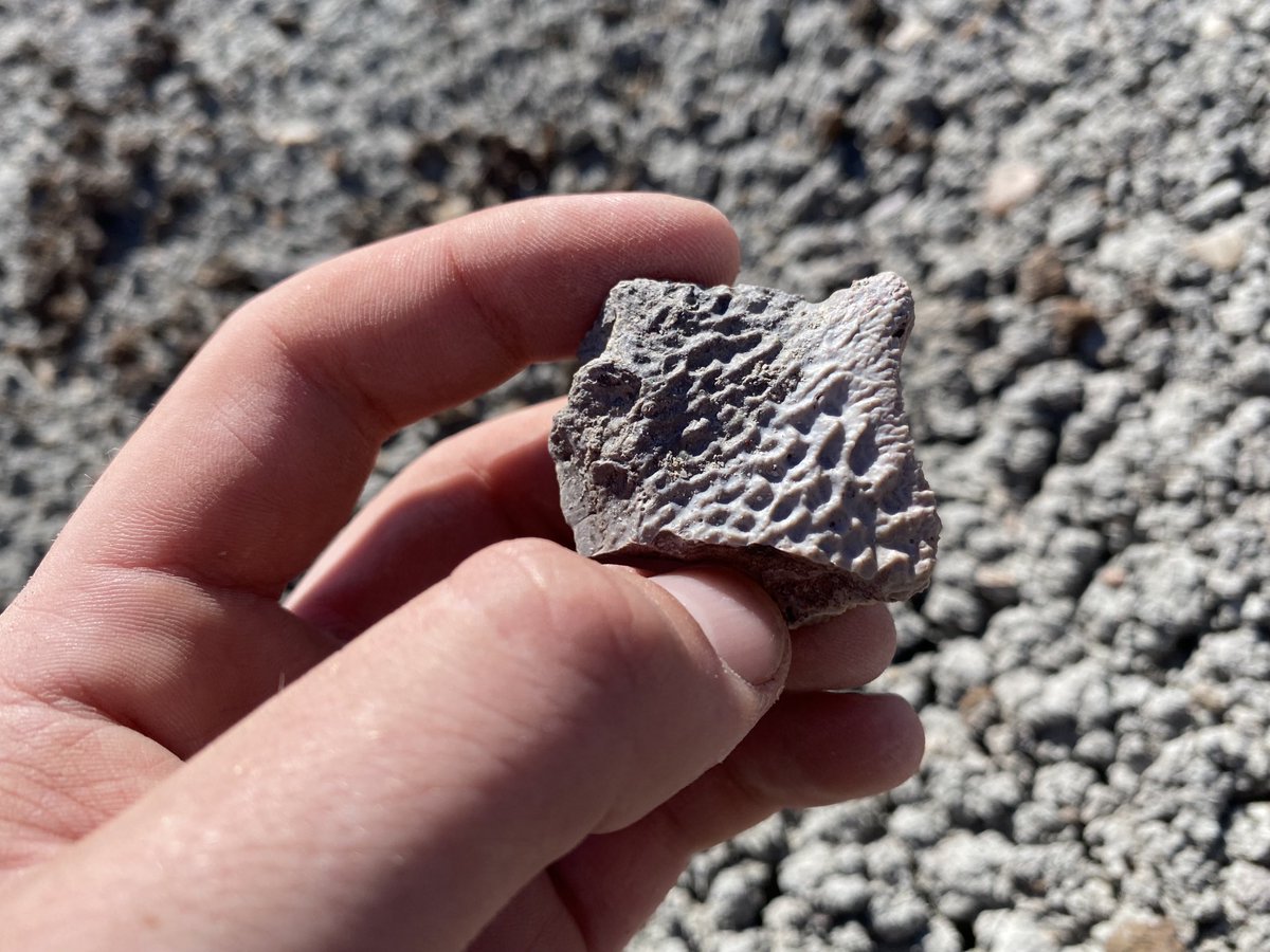 EAS_paleo's tweet photo. A few Chinle finds this #FossilFriday, two phytosaur vertebrae and metoposaur skull fragment from #PEFO #livefromthefied https://t.co/sZVebOVAP8