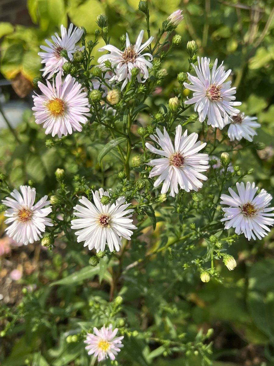 Good morning twitter busy one for me I’m being picked up by <a href="/BenRHardy/">🍊 Ben Hardy 💙</a> to visit his house im excited. I managed to do plenty in the garden yesterday it’s coming together for winter. Happy Friday x