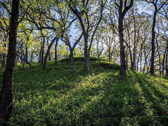 CrowtherLab's tweet photo. Nachusa is a heterogeneous mosaic of prairie, wetlands &amp; savannas. It’s home to many endangered #praries species (incl. 730 native plants &amp; 180 bird species)

Restoration is well underway – see how it's being done: https://t.co/HMMeRx5zTO #restories #forestrationints https://t.co/nPY66pqI9p