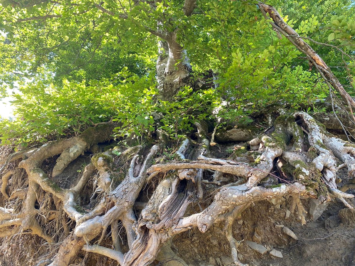 RNP_Romsilva's tweet photo. Roots
#Roots #Tree #Romania #radacini https://t.co/xru9GrzNna