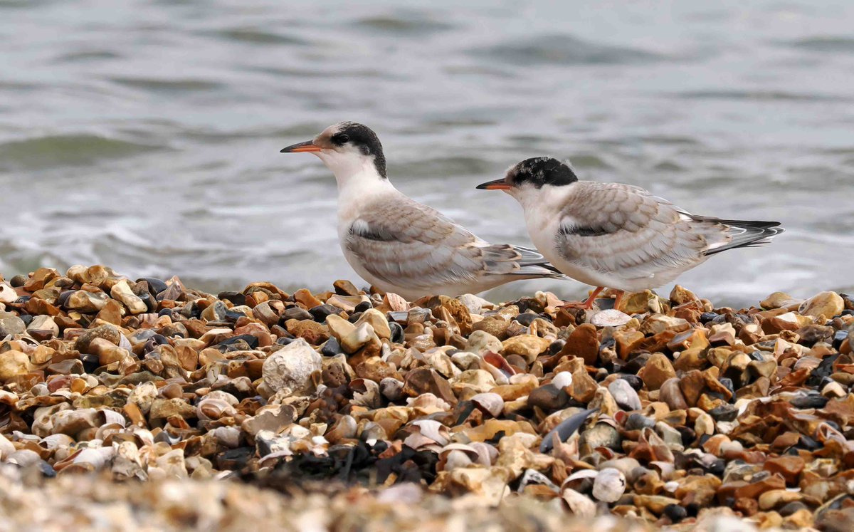 Crissie44's tweet photo. Two Common Tern chicks staying put where mum told them to. Nothing else on the beach except me so I had such a lovely time photographing them but also observing their behaviour, which was looking out for mum. #BirdsSeenin2022 #commonterns @HOSbirding https://t.co/QKQ1Jh0l3b