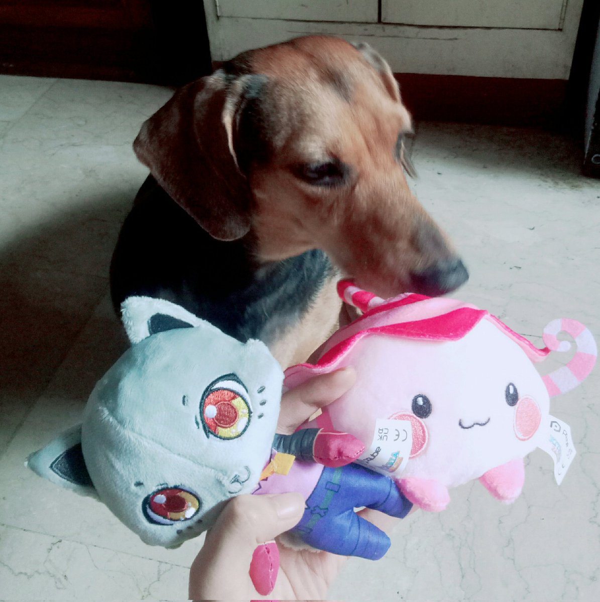 PS. my dog meiji, also loves it 😆❤ @KitariaFables @PQubeGames