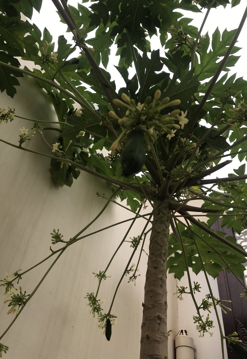 اللهم صل وسلم على سيدنا محمد
.
.
صنفين من نفس الام 🍃
.
.
#جمعة_مباركة #فافاي #فيفاي
#رد_ليدي #pappaya #ابها_الشباب 
#يوم_الجمعة #الدخل_المحدود
#الشباب_ابها #محمد_بن_سلمان 
#ظفار #صلاله #اشجار #زراعة 
#الموسم_الزراعي #نجم_سهيل
#ايتام_خميس_مشيط #هو #_مشيط 
#سلطنة_عمان #باباز 🌱☁️