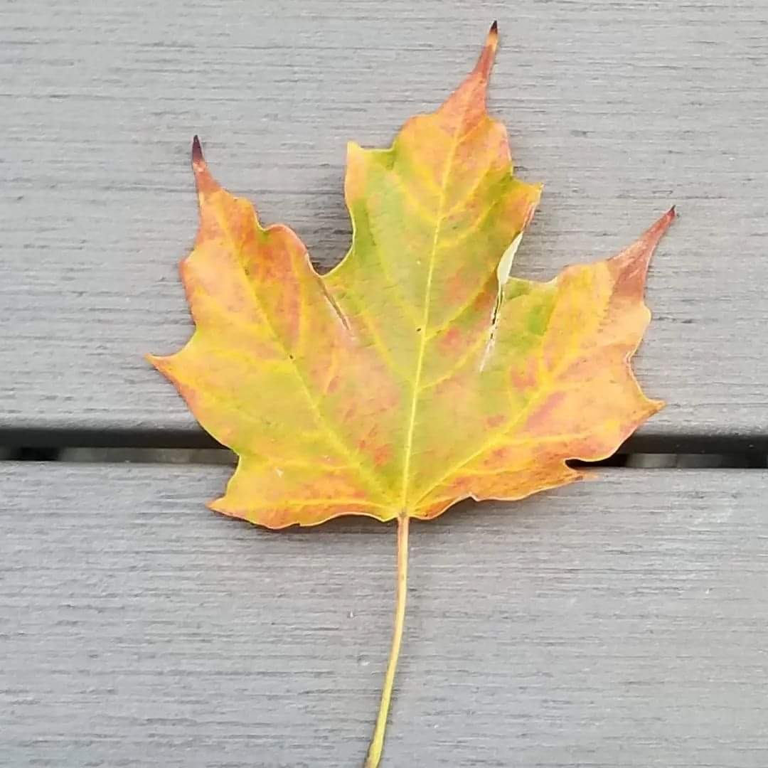RubyR1117's tweet photo. REBECCA: 🍁 
We cannot live only for ourselves. 
A thousand fibers connect us with our fellow men. – Herman Melville 

#TogetherStronger 
#proudlycanadian https://t.co/VQFXHkxfsp