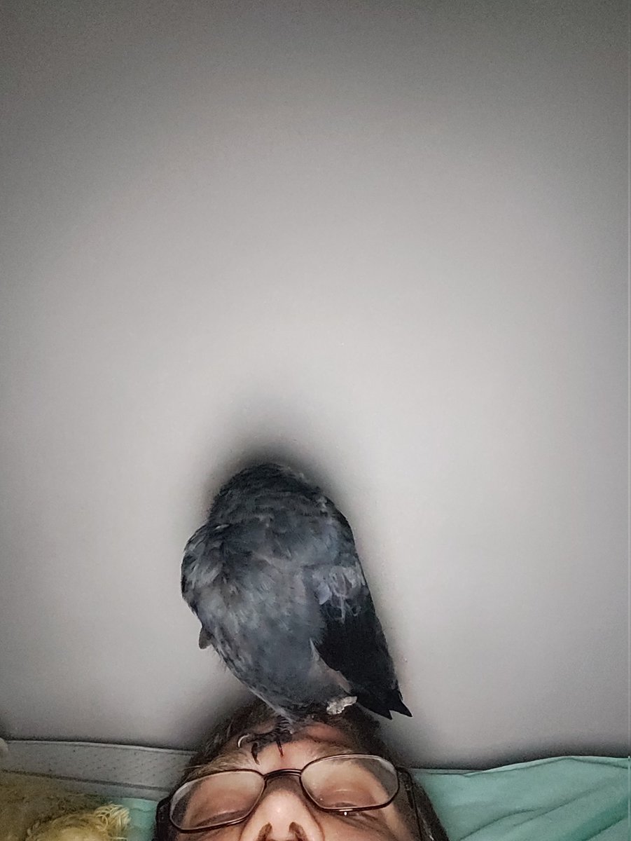 A jackdaws new sleep-perch. A little uncomfortable, but too cute to interrupt.