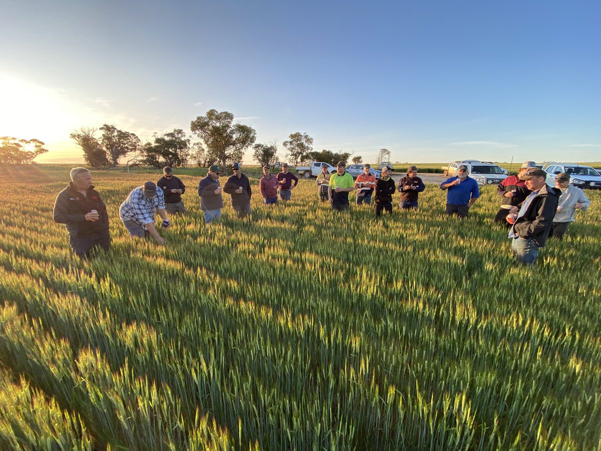 David Pfeiffer tweet media