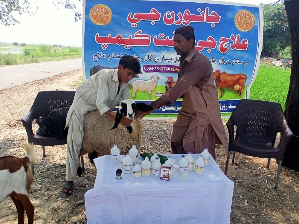 SRSO_Official's tweet photo. SRSO-Shikarpur Team organized livestock vaccination camp at village Agha Akhtar Jan in UC Jahan wah of Taluka &amp; dist Shikarpur and 2️⃣7️⃣6️⃣ animals were treated &amp; vaccinated with the support of Livestock &amp; Fisheries Department (GoS).#donate #rain #catastrophe #devastation #clamity https://t.co/eSF2URCkwZ