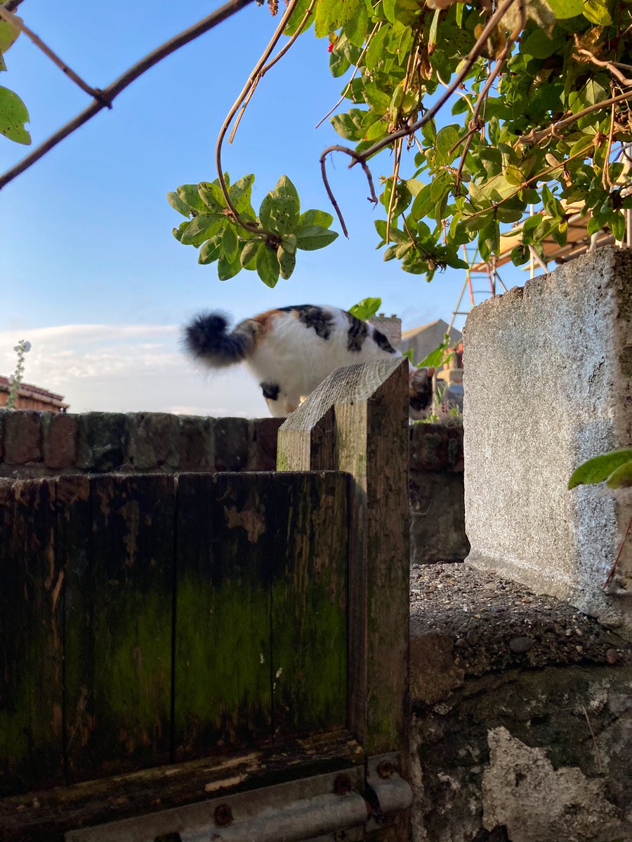 madeleinemaste4's tweet photo. What is it about #frankieValli voice? Stuck on it. #essential #workingmywaybacktoyou 💕🐾☀️ https://t.co/mYifWgRD42
