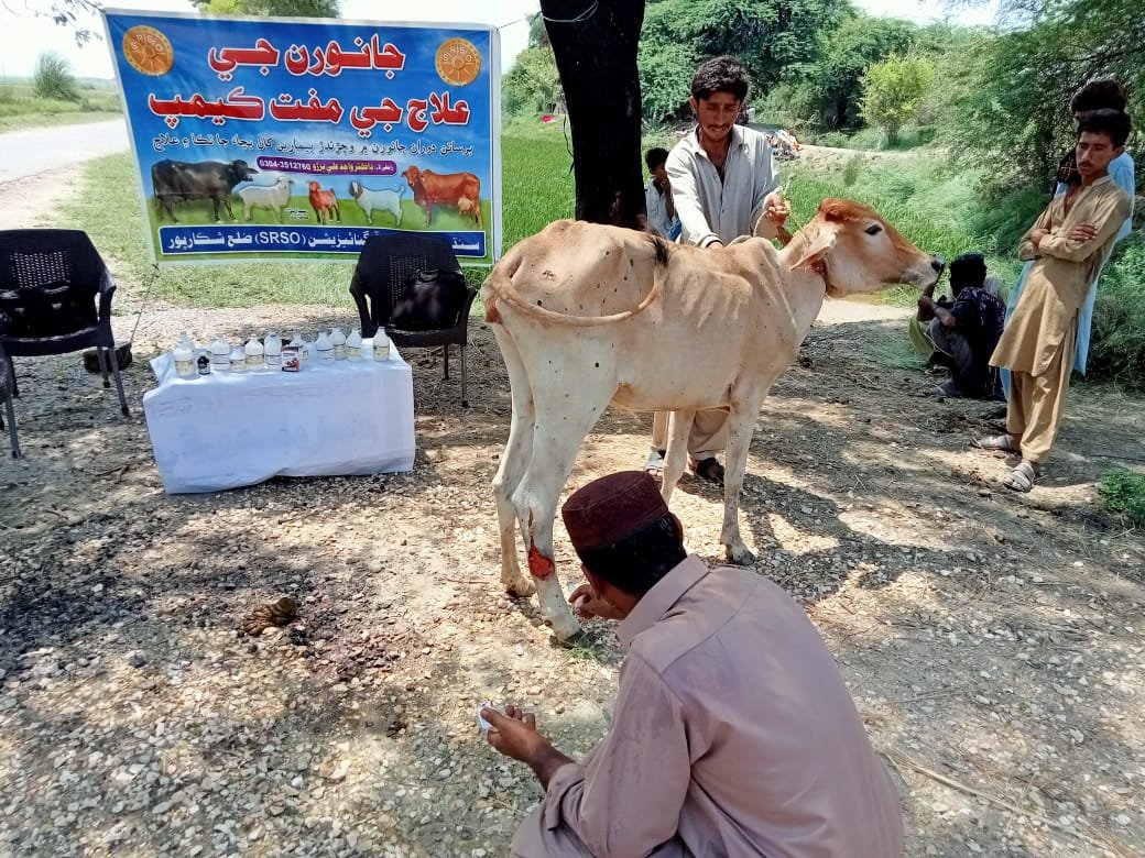 SRSO_Official's tweet photo. SRSO-Shikarpur Team organized livestock vaccination camp at village Agha Akhtar Jan in UC Jahan wah of Taluka &amp; dist Shikarpur and 2️⃣7️⃣6️⃣ animals were treated &amp; vaccinated with the support of Livestock &amp; Fisheries Department (GoS).#donate #rain #catastrophe #devastation #clamity https://t.co/eSF2URCkwZ