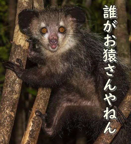 アイアイのtwitterイラスト検索結果