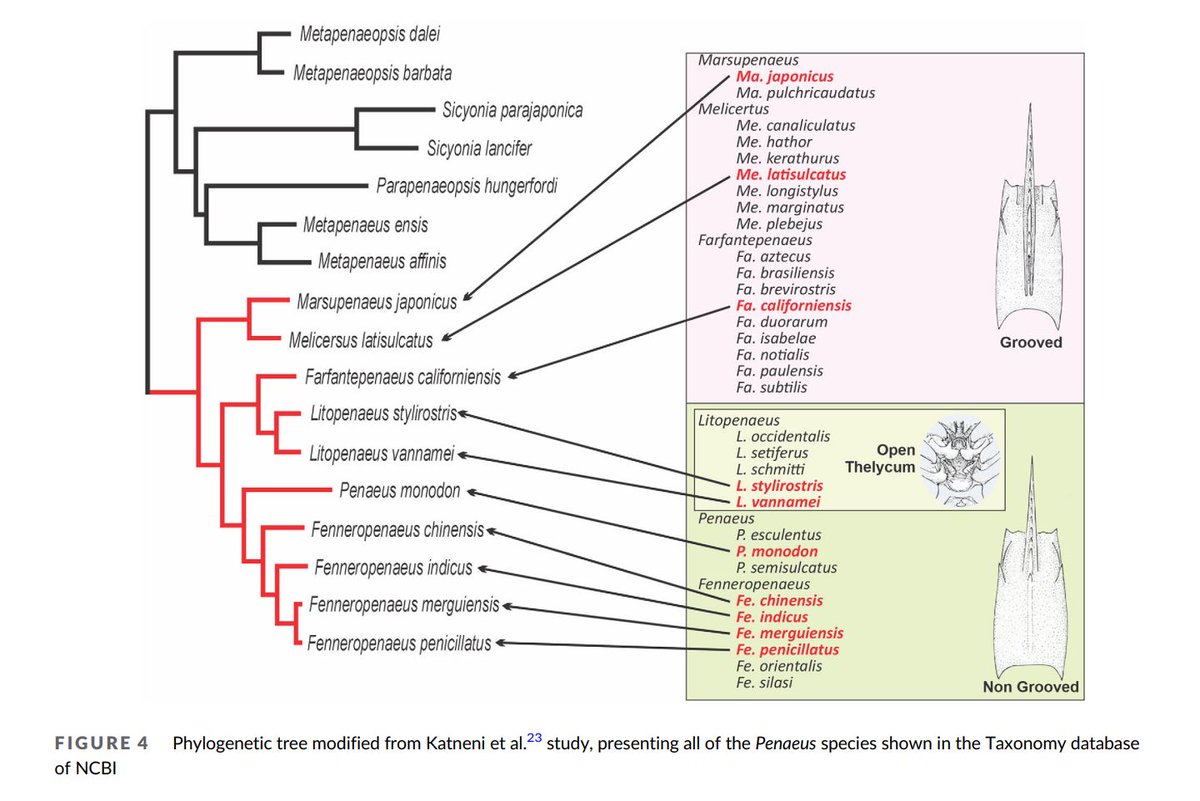 “Penaeus vannamei”… sounds weird? Well, taxonomy can be a fascinating and evolving science, here an intriguing opinion on how we should call the Pacific white shrimp.
onlinelibrary.wiley.com/doi/full/10.11…
#RAQresearch #aquaculture #shrimp #vannamei #taxonomy #prawns  #Penaeus #Litopenaeus