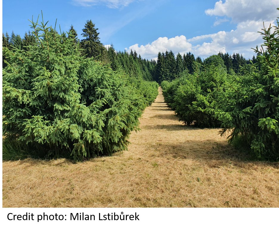 AnnForSci's tweet photo. #AnnForSci: New #OpenAccess Research Paper. "Spatial optimization of genetic thinning in seed #orchards" by Kateřina Chaloupková &amp; Milan Lstibůrek @CzuFld #Czech Republic
More information at https://t.co/UoicaeRjvY https://t.co/swCo1lMfxk