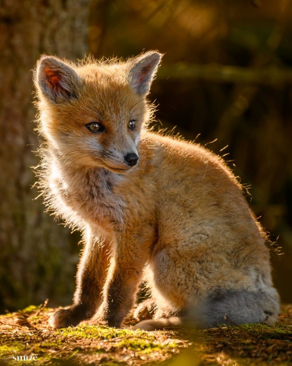 Please keep sharing your foxes ! Today's #FoxOfTheDay from @smize_production on Instagram
