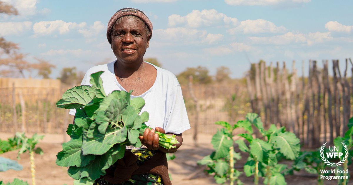 Meet Mama Regina👩🏽‍🌾, with the assistance of hybrid seeds, irrigation systems and agriculture skills transfer from WFP, she now grows enough tomatoes🍅 and cabbages🥦 to sell to a range of customers in Zambezi Region.