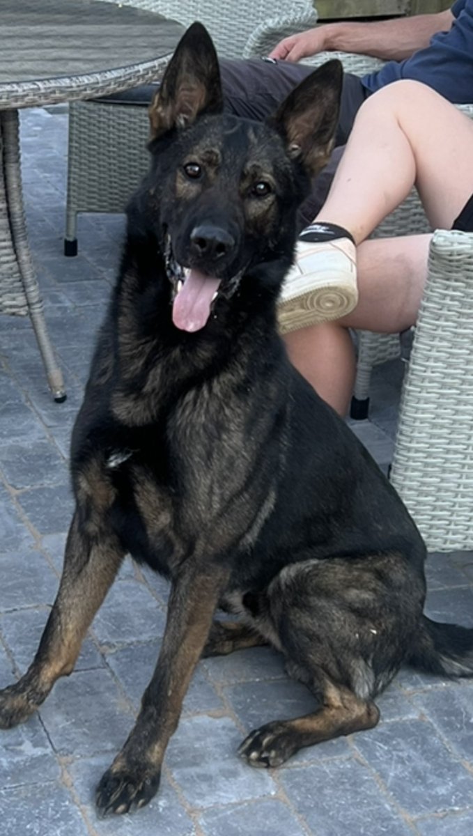 Catello German Shepherds tweet media