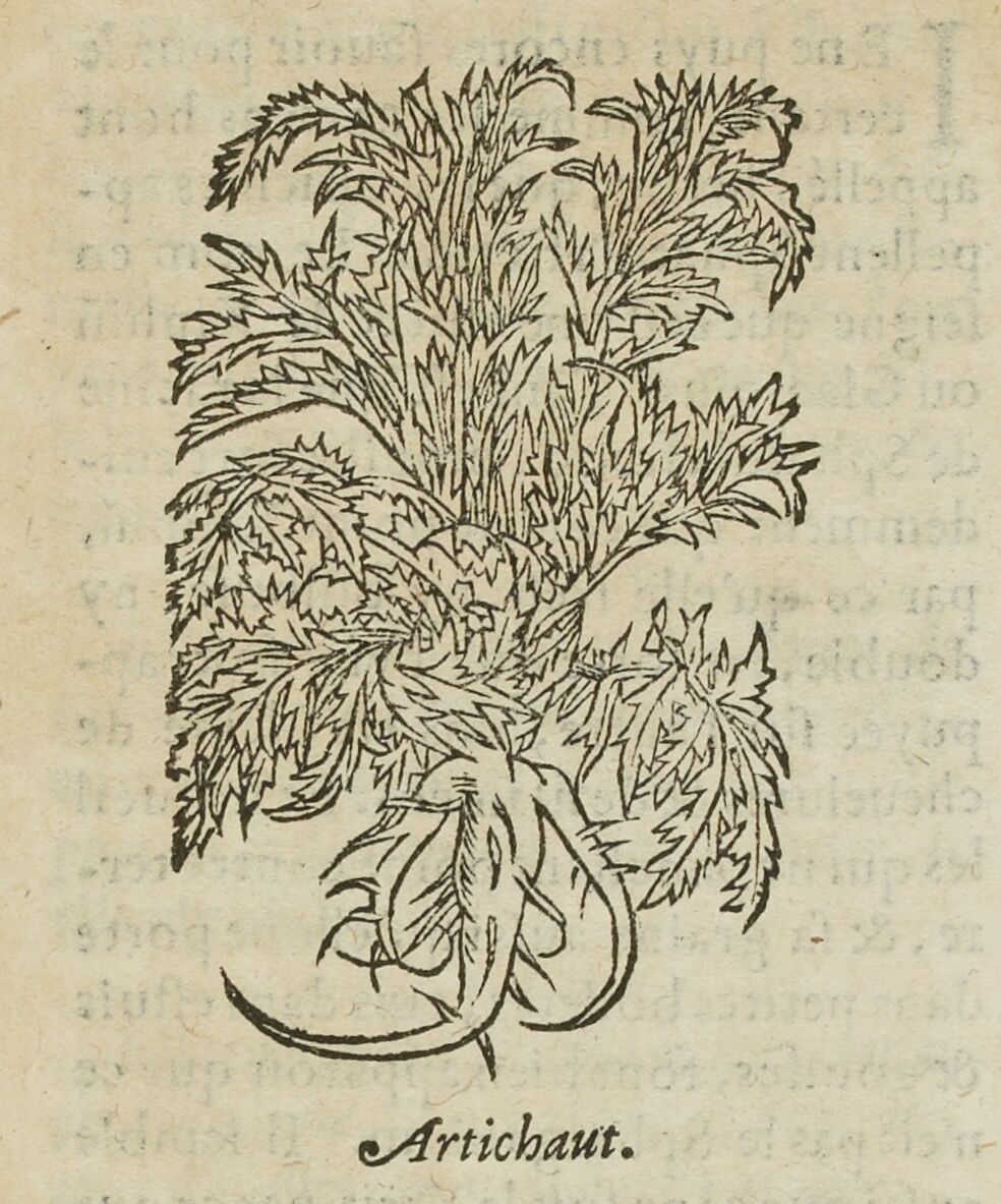lankian's tweet photo. Today, artichokes are mainly associated with Brittany &amp; the southwest, but in the Renaissance they were new to France. Botanists thought they helped cure excessive armpit odours (!) &amp; recommended that they should be eaten with coriander, oil, fermented fish sauce and wine... 1/5 https://t.co/OgXpSUpVCe