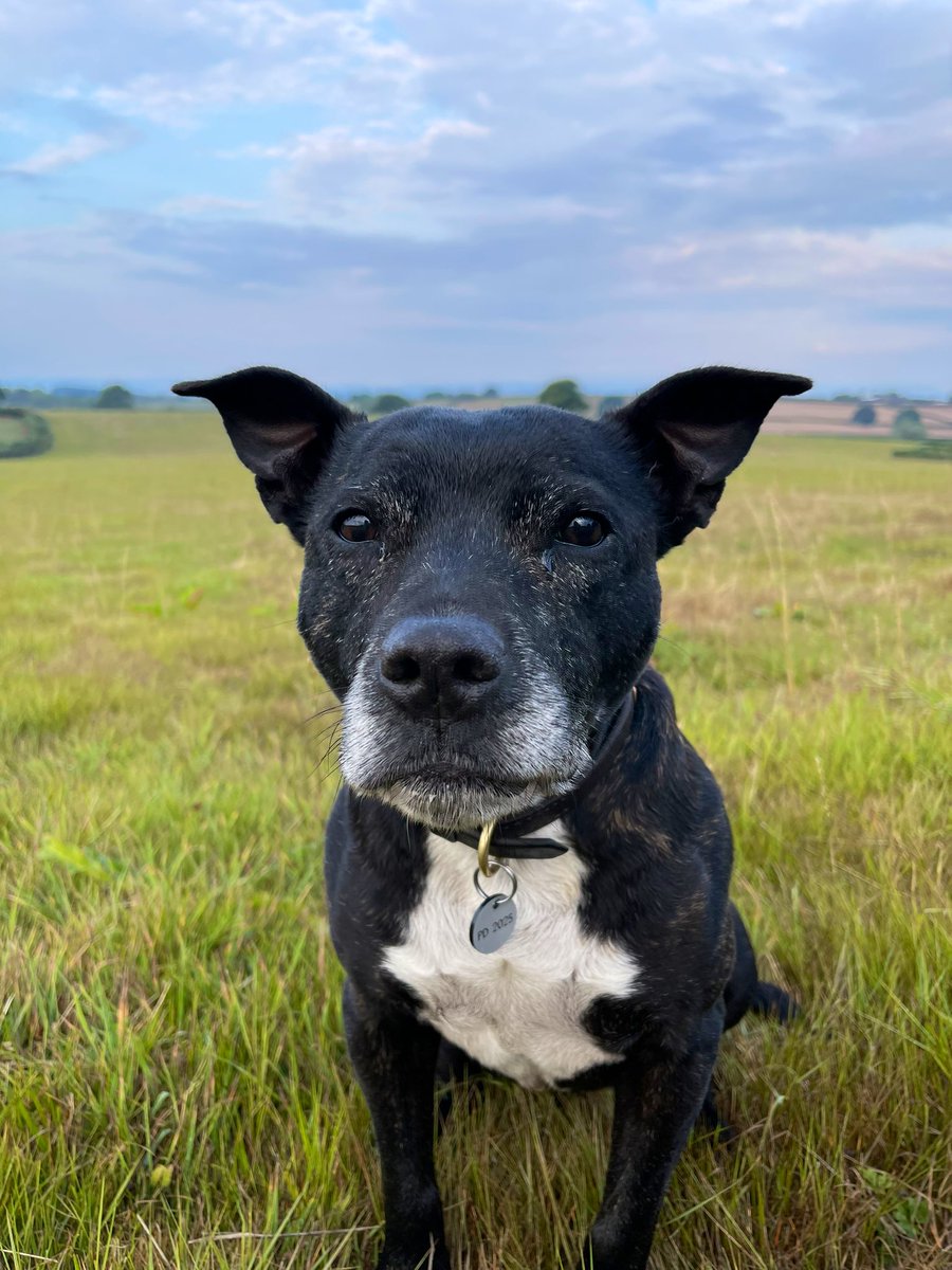 Early morning walk with mum &amp; my friends 🐾🐾
