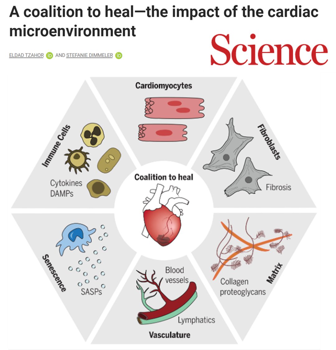 Find out more how the different cells of the heart team up in the healing process and how disturbance of these cruical interactions can lead to heart failure #heartfailure #aging #regeneration  science.org/doi/10.1126/sc…