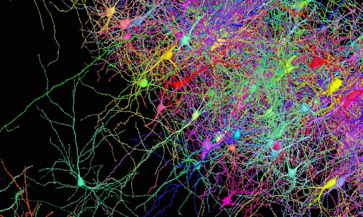 The connectome that Harvard University and Google researchers compiled from just one cubic millimeter of human cerebral cortex. At 1.4 petabytes, it is the most detailed and complex connectome ever created.

By <a href="/Google/">Google</a> and <a href="/Harvard/">Harvard University</a> 

#neuroscience #neurotwitter #science