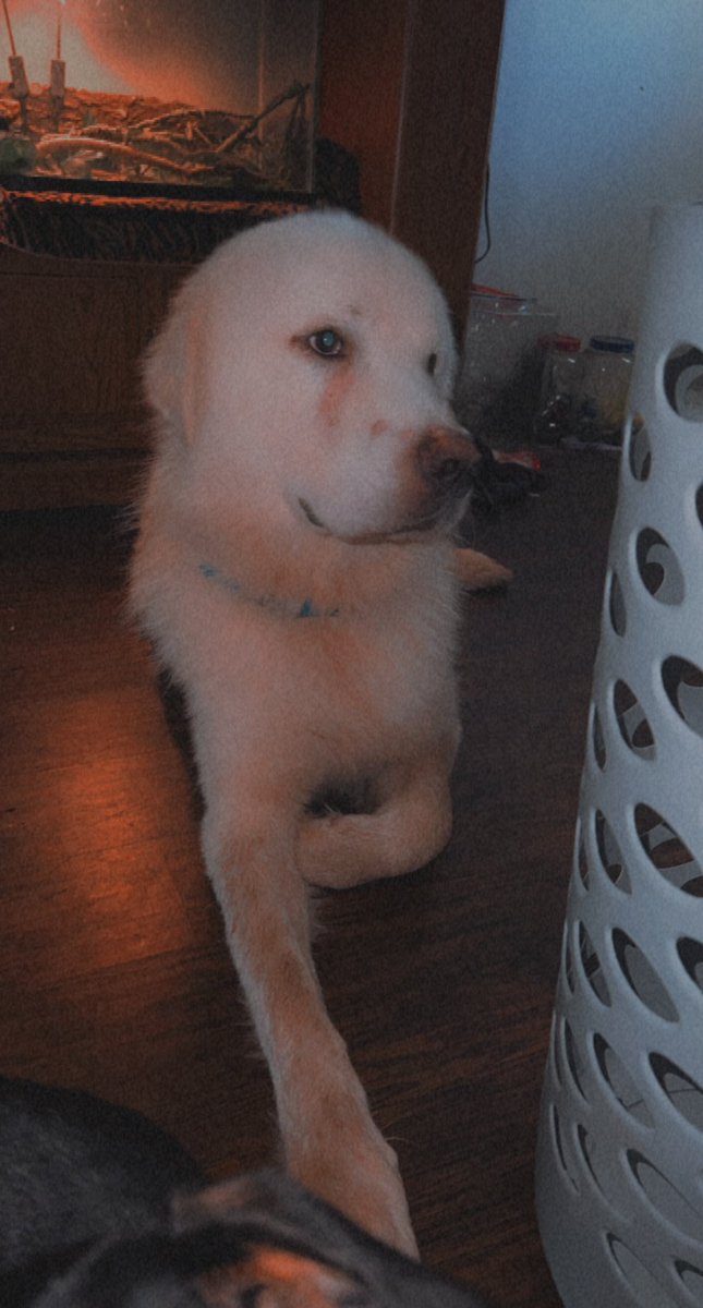 danny1998dz's tweet photo. Everyone meet Biggie the Great Pyrenees ,sweet baby was so miserable in the shelter and is loving the home life ! Remember Adopt don’t shop!💙 #AdoptDontShop https://t.co/Mkz47kIl5X