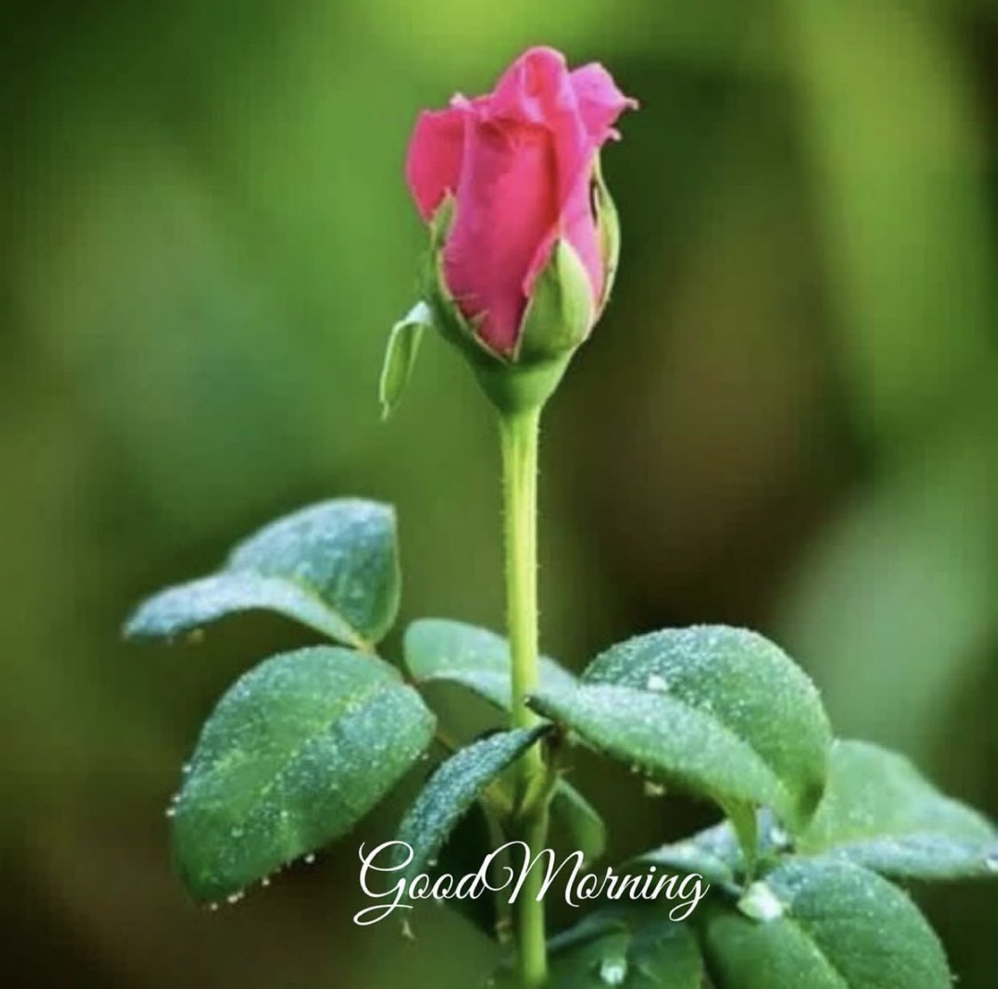 Good morning and happy Friday everyone. ☕️🌞💖