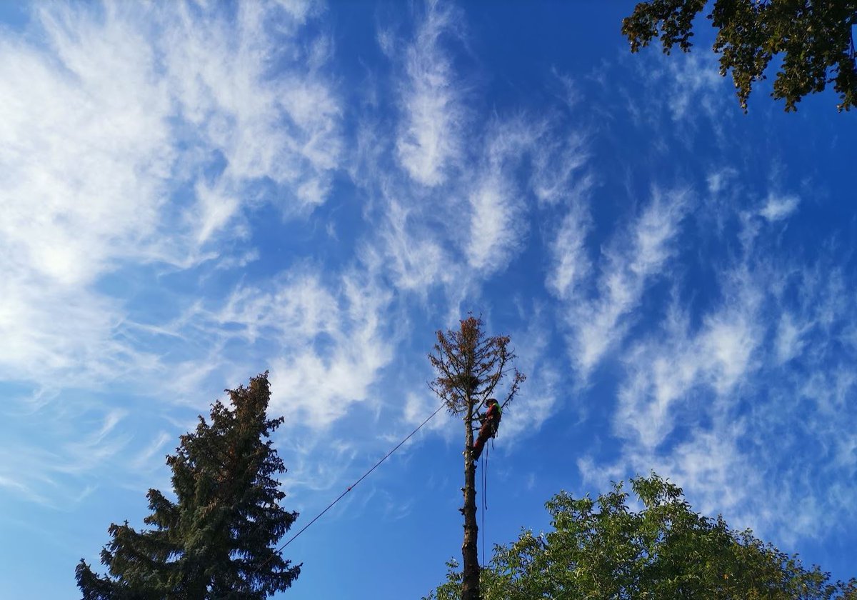 aholzin's tweet photo. #Forestoperations are dangerous - #hcai @BOKUvienna is researching how we can use #AI #artificialintelligence #machinelearning to protect #health - here is our latest work https://t.co/0M8W6XKkEw https://t.co/rWPyg47sEf