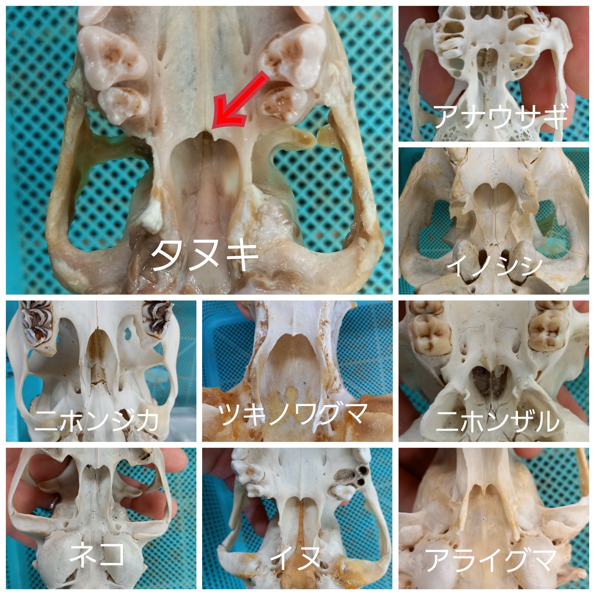 タヌキ アライグマ 頭骨 【公式通販】