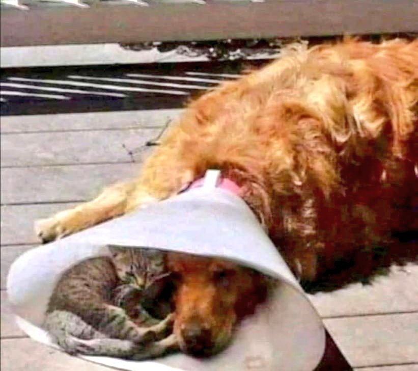 GhinaNahfawi's tweet photo. When someone is going through a rough time....just sit with them.
No preaching, no advice.
Just be there ❤️
#LearningFromAnimals https://t.co/pTsb8iS7ff