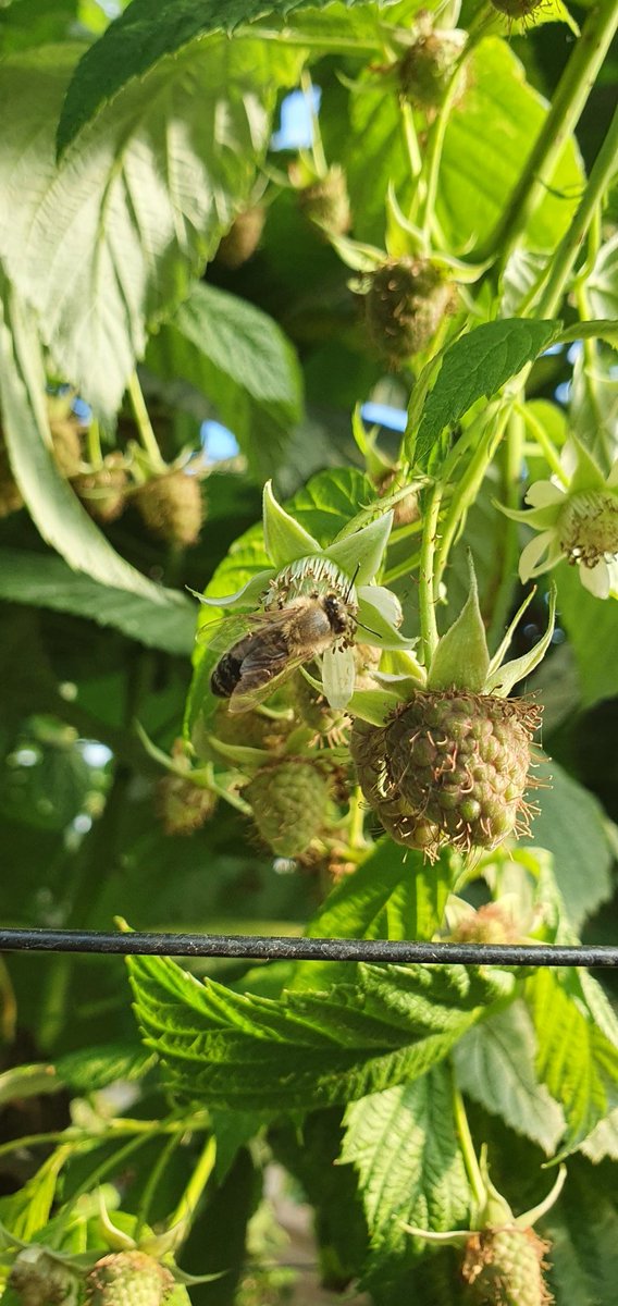 covehoneybees's tweet photo. Bees pollinating the next batch of raspberries thats coming into flower on the farm, tunnels are absolutely moving with honey bees enjoying the endless nectar.
#pollination #scottishfarming #scottishberries #scottishbees #honeybees #raspberries #berries #beefarming https://t.co/WACHWESS0m