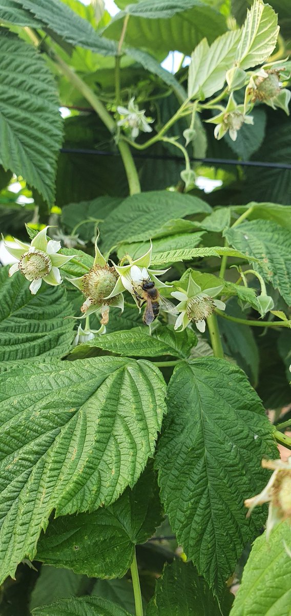 covehoneybees's tweet photo. Bees pollinating the next batch of raspberries thats coming into flower on the farm, tunnels are absolutely moving with honey bees enjoying the endless nectar.
#pollination #scottishfarming #scottishberries #scottishbees #honeybees #raspberries #berries #beefarming https://t.co/WACHWESS0m