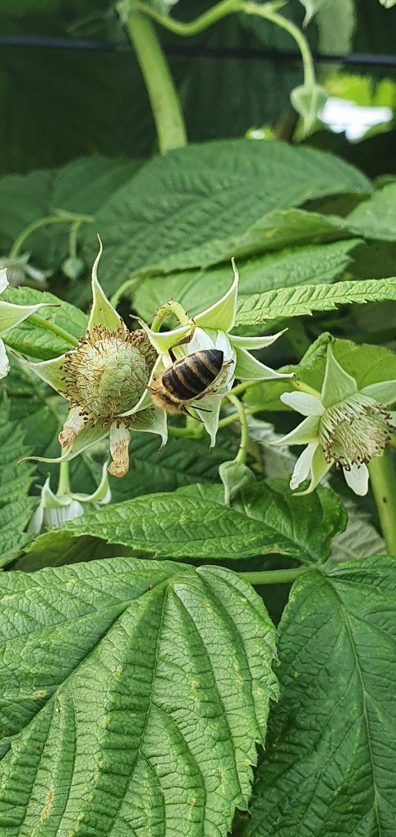 Bees pollinating the next batch of raspberries thats coming into flower on the farm, tunnels are absolutely moving with honey bees enjoying the endless nectar. #pollination #scottishfarming #scottishberries #scottishbees #honeybees #raspberries #berries #beefarming