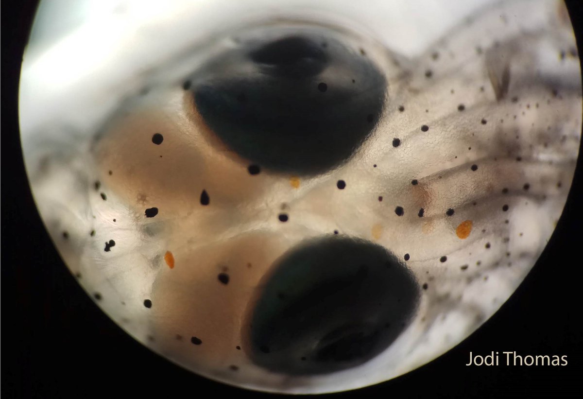 Jodi Thomas tweet media