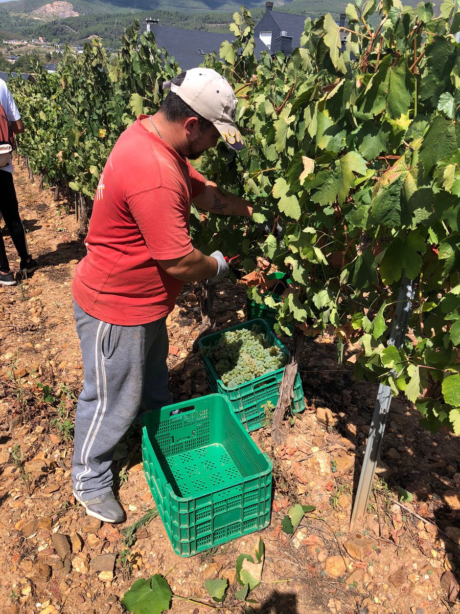 CRDOValdeorras's tweet photo. ✅👉 Tamén se está a recolleitar a uva na Bodega Eladio Santalla (Hacienda Ucediños), no Barco. #TempoDeVendima https://t.co/WHZOYtCGuF