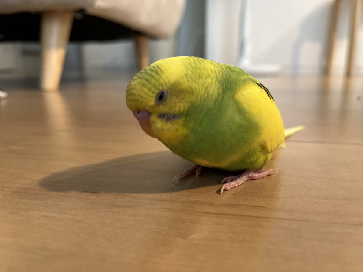 Reiko T様 専用 セキセイインコ スパングル ハルクイン Www Leschoucasgourmands Org